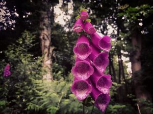 woodland wanderings and flowers