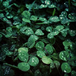 Rainy day clover