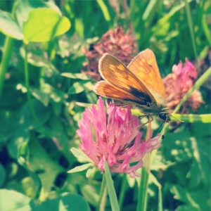 woodland wanderings and butterflies
