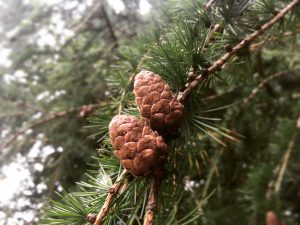 hot day and pine cones