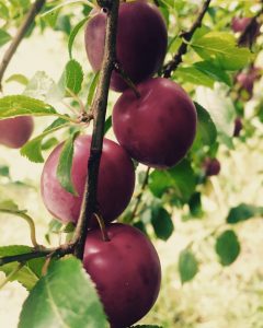 Early autumn plums