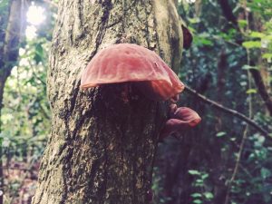 Forest bathing fungi fun and jelly ears