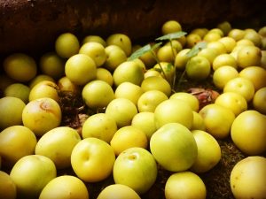 Early autumn fallen plums