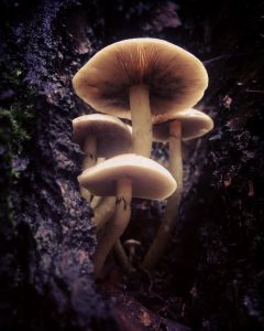 Fungi everywhere in the trees