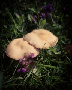 Fungi everywhere by the wayside