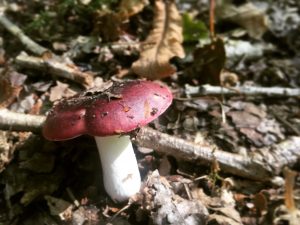 Fungi everywhere in the forest