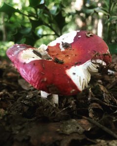 Mushroom munchers such as insects