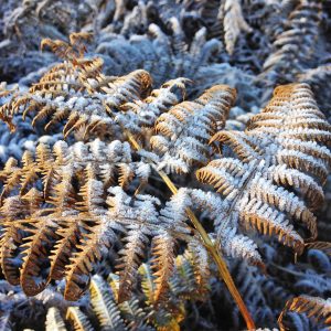 Autumn frost on bracken