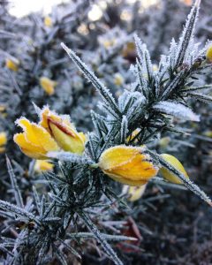 Autumn frost on gorse