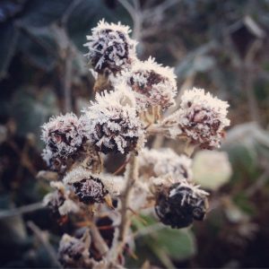 Autumn frost on brambles