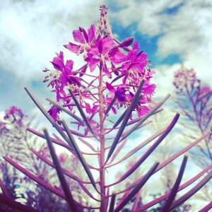 virtual forest bathing