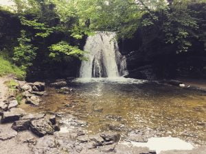 woodland wanderings