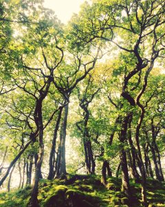 Forest bathing articles within newspapers