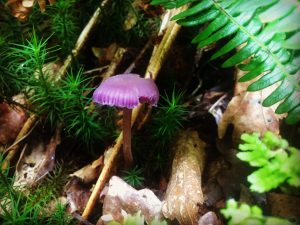 Fungi everywhere in the woodland