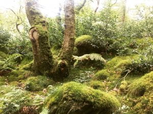 green moss forests