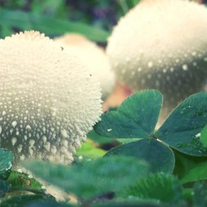 Forest bathing fungi fun and clover