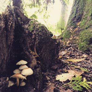 Forest bathing spreading around the world