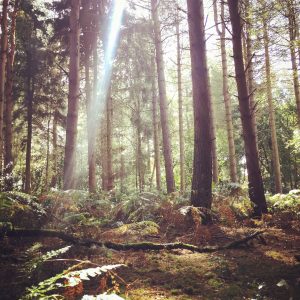 Save the forests