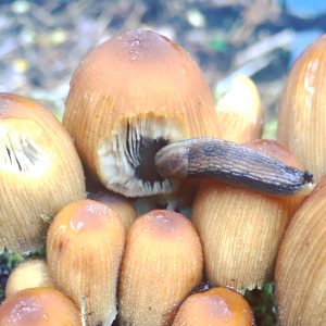 Mushroom munchers