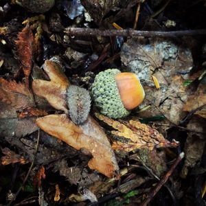 Autumn floor acorns