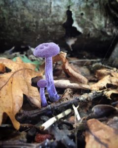 Forest bathing fungi fun with purple mushrooms