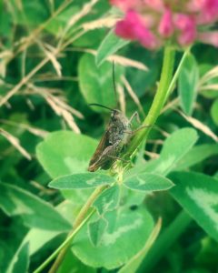 Forest creatures such as crickets