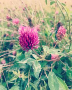 Autumn flowers that don't last long.