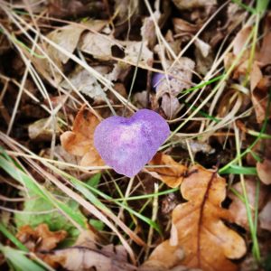 Autumn photography and mushrooms