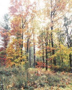 Autumn photography and trees