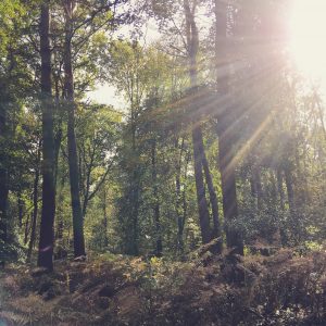 Forest bathing in the forest