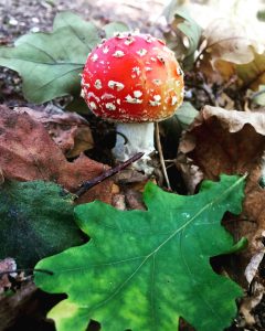 National Mushroom Day and fly agaric