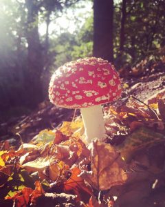 National Mushroom Day and fly agaric