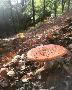 Forest bathing fungi fun for the fairies