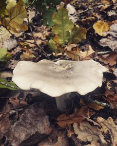 Forest bathing fungi fun in leaf litter