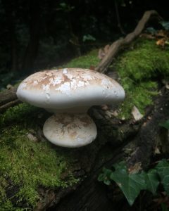National Mushroom Day and birch polypore