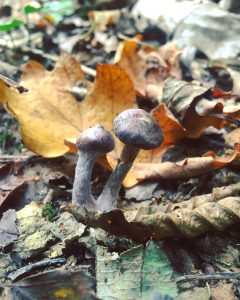 National Mushroom Day
