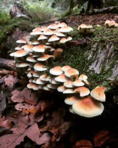 Forest bathing fungi fun on fallen logs