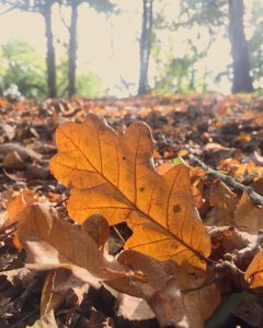 autumn leaves in the forest
