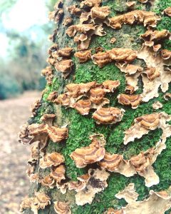 Forest bathing fungi fun in a clearing