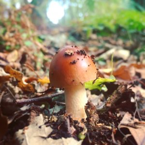Forest bathing fungi fun