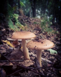Forest bathing fungi fun in the forest