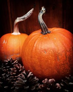 Halloween preparations in nature - pumpkins