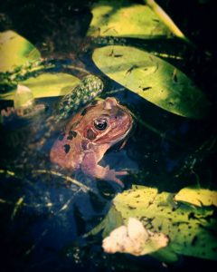 Hibernating frogs in the pond