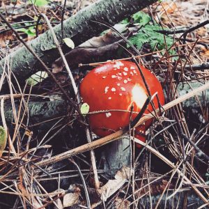 Fly agaric mushroom in the forest