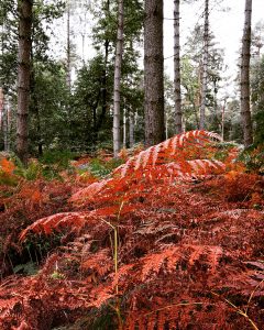 Nature and your phone