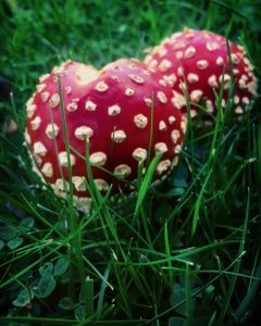 Fly agaric mushrooms in the grass
