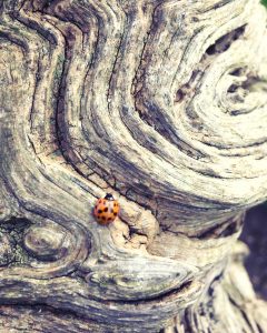 Patterns in bark with ladybirds