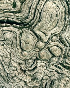 Patterns in bark art