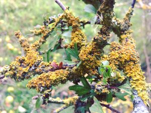 Lichens that are yellow