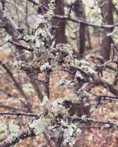 Lichens that are green